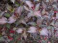 Crimson Weigelia / Weigela floribunda 